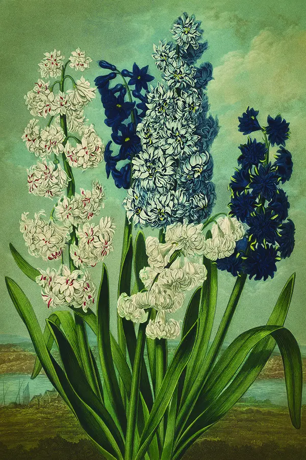  BOTANICAL - Hyacinths Poster