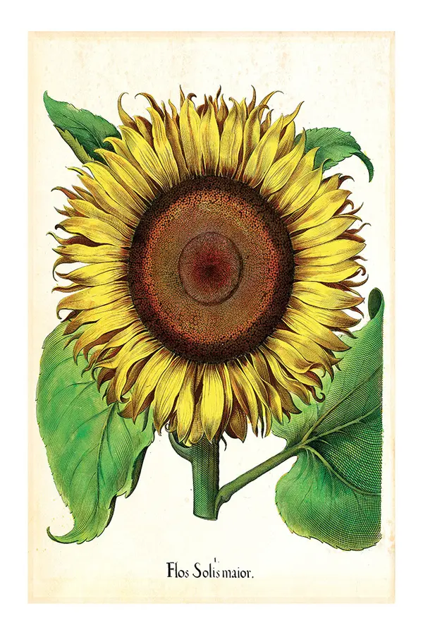  BOTANICAL - Flos Poster
