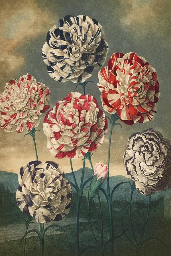  BOTANICAL - Carnations Poster