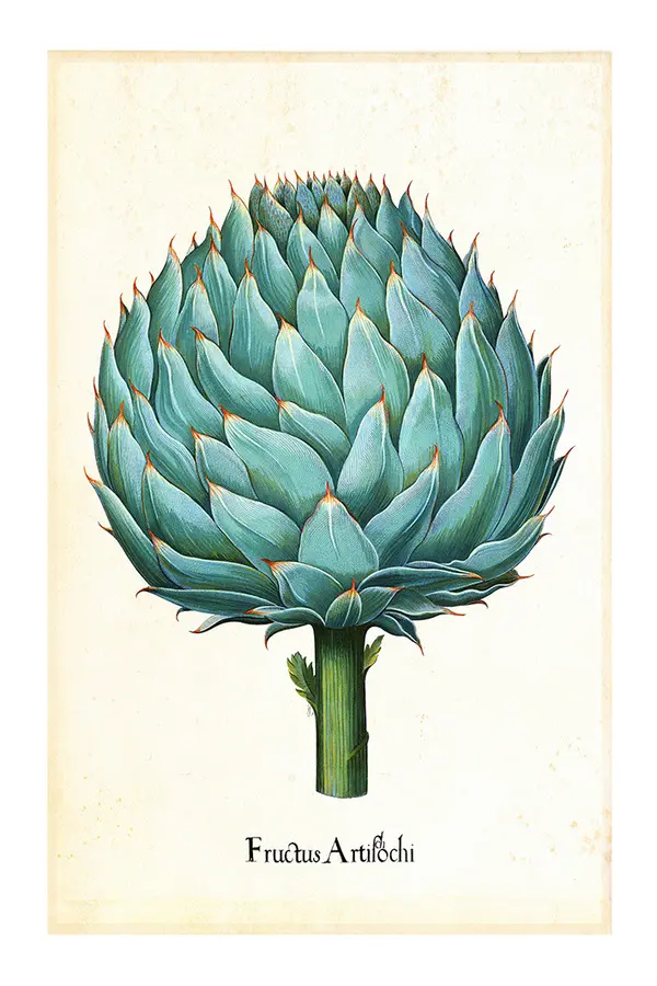  BOTANICAL - Atrichoke Poster