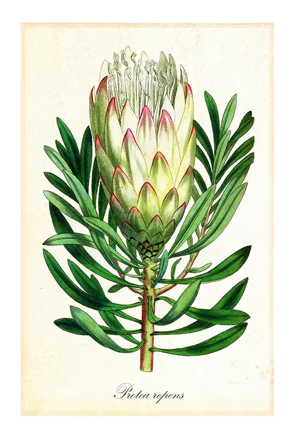  BOTANICAL - Protearepens Poster