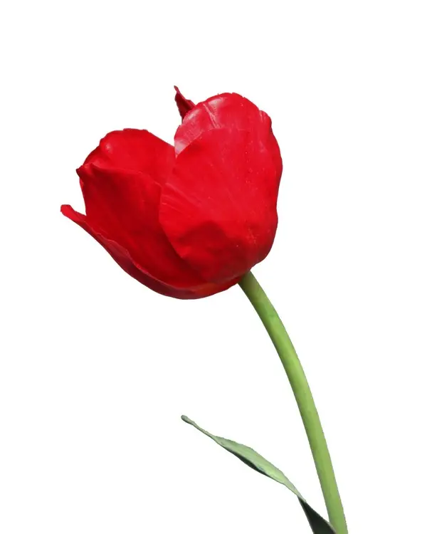 Artificial Flower - New Tulip in Dark Red