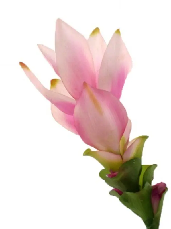 Artificial Flower - Ginger Torch in Pink