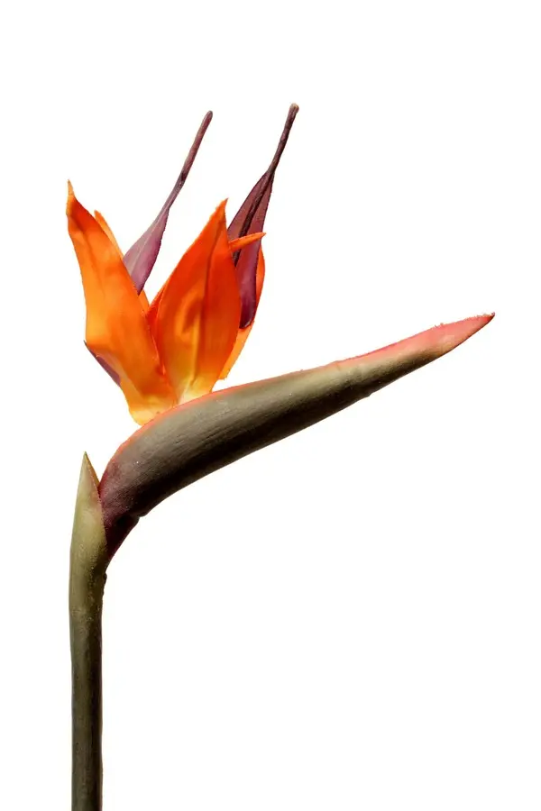 Artificial Flower - Bird of Paradise Spray in Orange