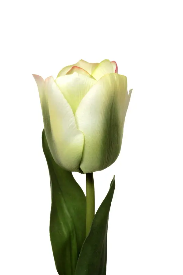 Artificial Flower - Tulip Short Stem in Cream/Green