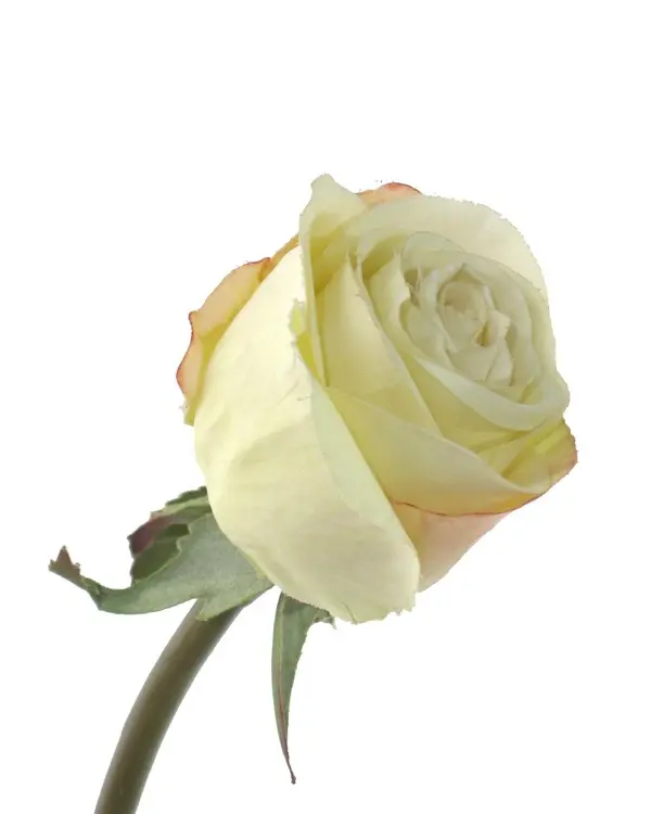 Artificial Flower - Garden Rose in Light Yellow