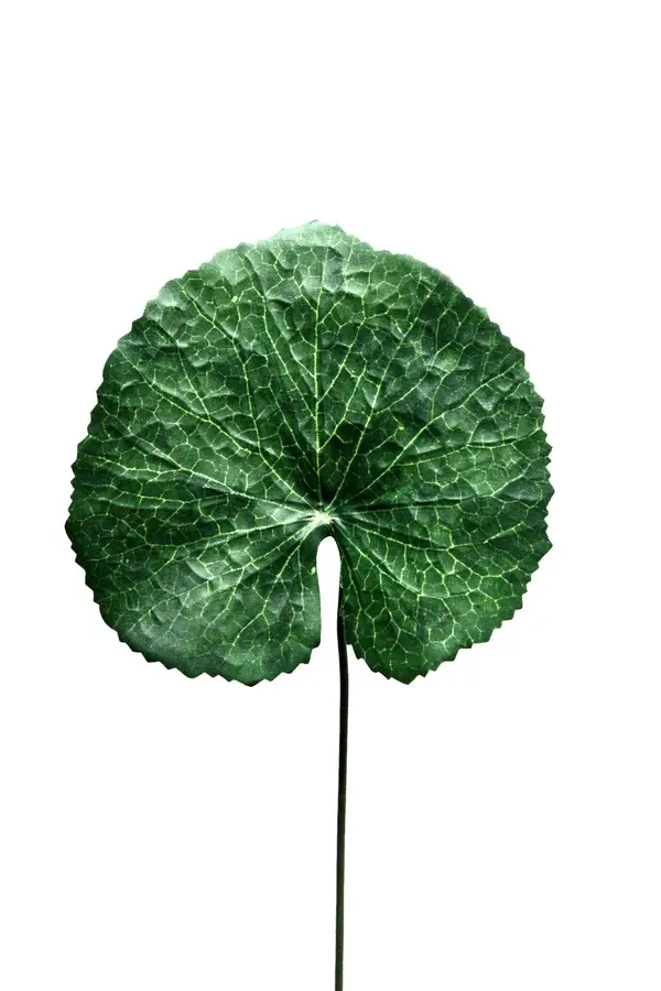 Artificial Flower - Galax in Green cm