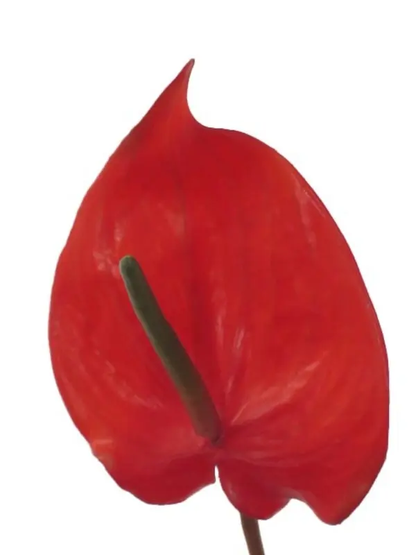 Artificial Flower - Anthurium in Red