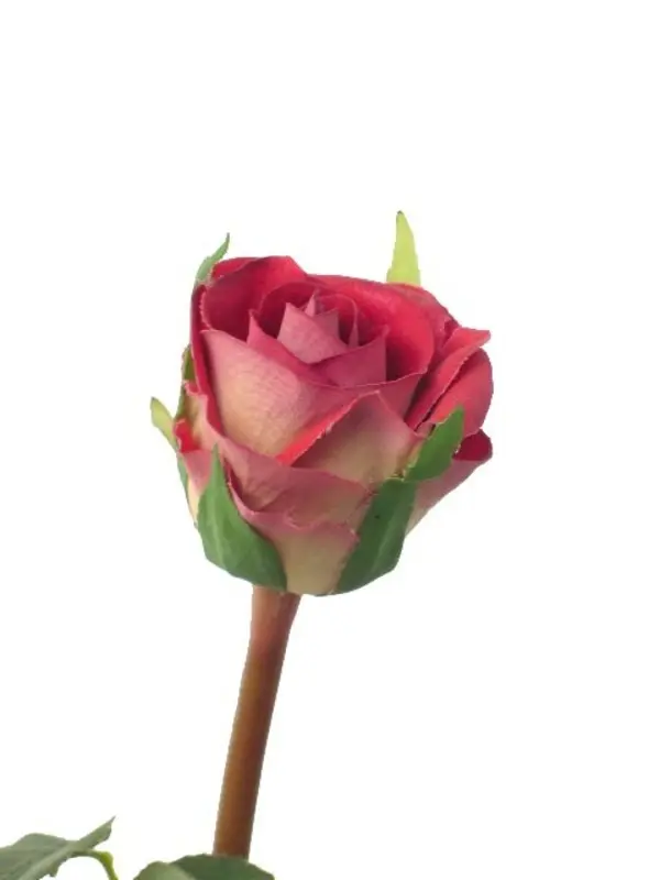 Artificial Flower - Open Rose Bud in Beauty