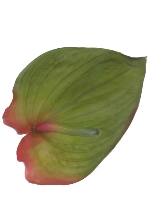 Artificial Flower - Anthurium in Medium Green