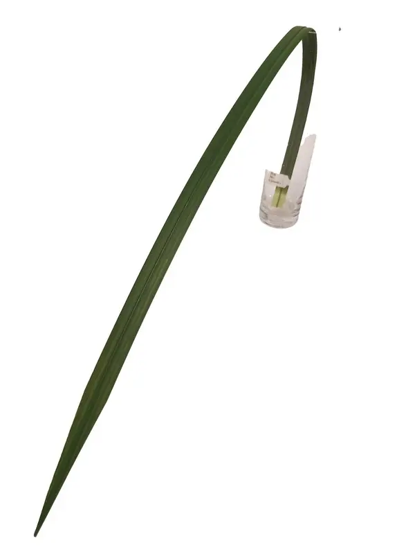 Artificial Flower - Pandans in Dark Green