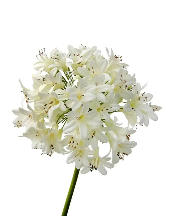 AGAPANTHUS 1m white  12/36