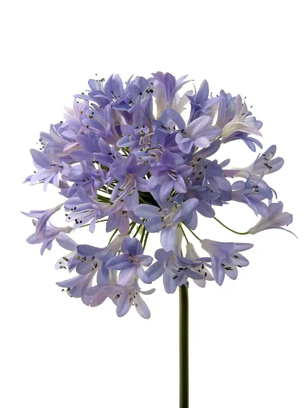 AGAPANTHUS 100cm I/blue   12/36