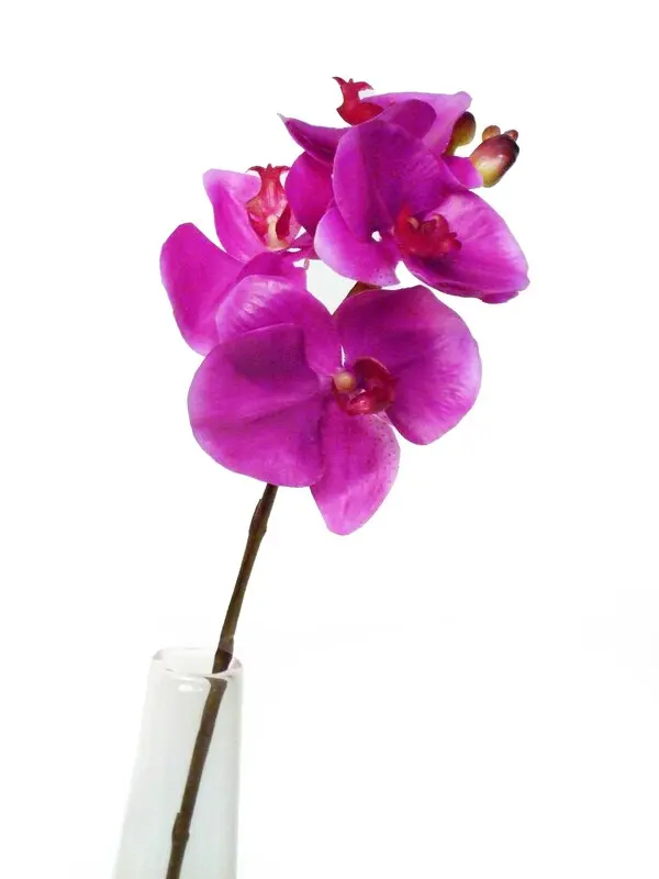 PROMO PHALAENOPSIS  DK.ORCHID 12/72