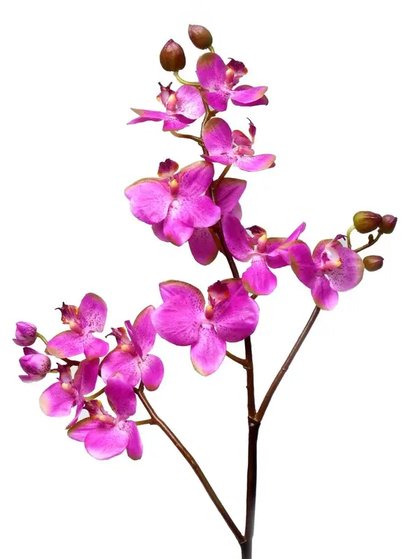 PHALAENOPSIS ORCH.SPRAY ORCHID H80cm 6/36