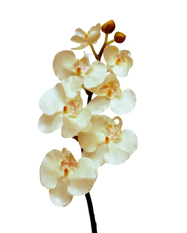 PHALAENOPSIS ORCHID WHITE H65cm 12/48