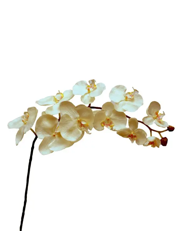 PHALAENOPSIS ORCHID WHITE 100CN 6/36