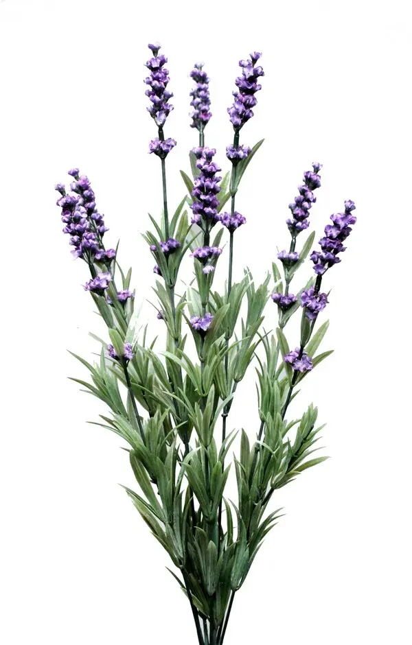 LAVENDLE BUSH X 9. H SSCN 12/144