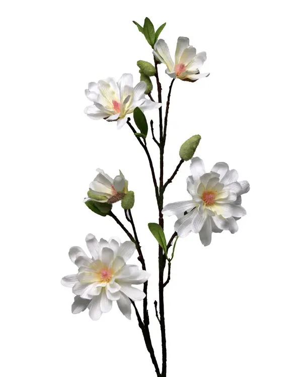 PIAGNOLIA CftEAM 70cm 12/96