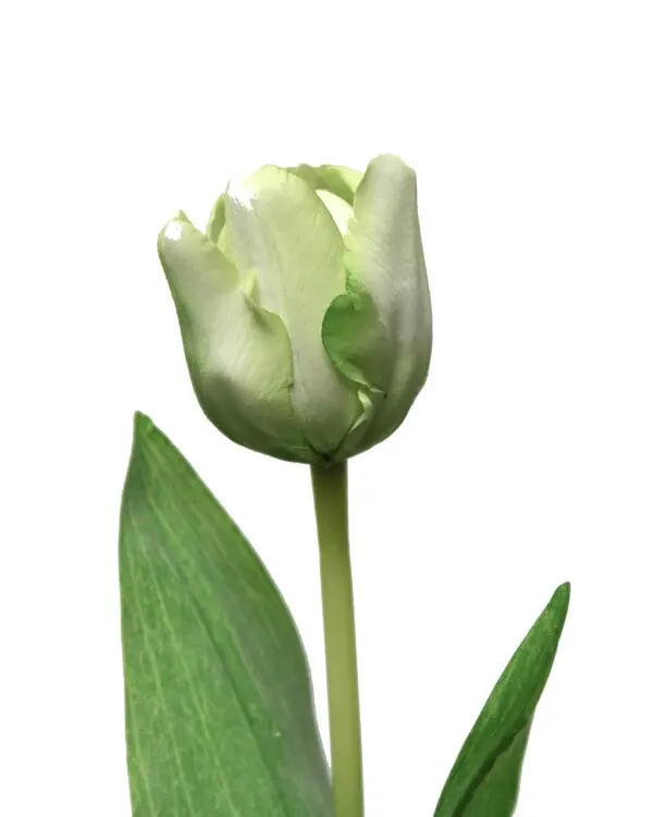 TULIP W/2 LV. 48CM WH/GR. 24/432