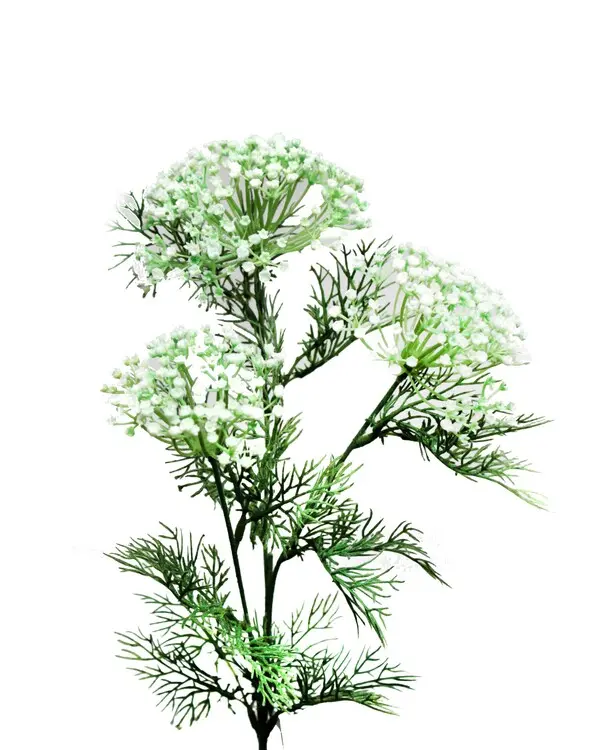 QUEEN ANN SPRAY WH.68CN 24/288