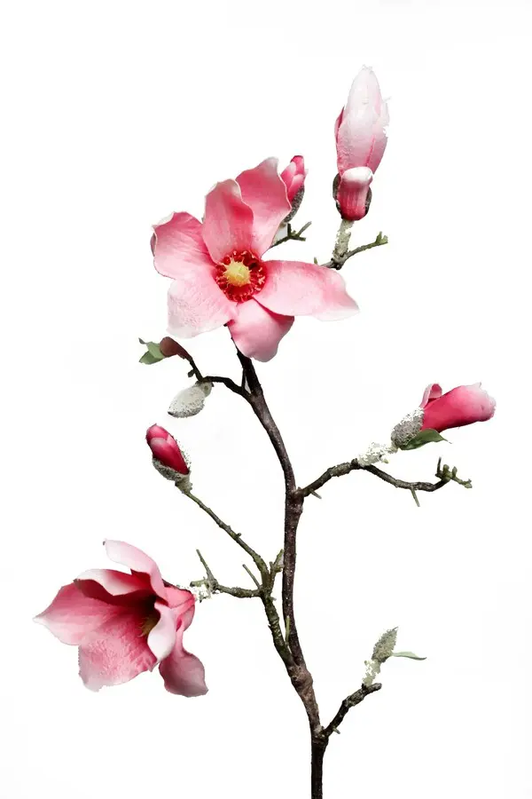 MAGNOLIA SPRAY FU. 90 CA I  8/48