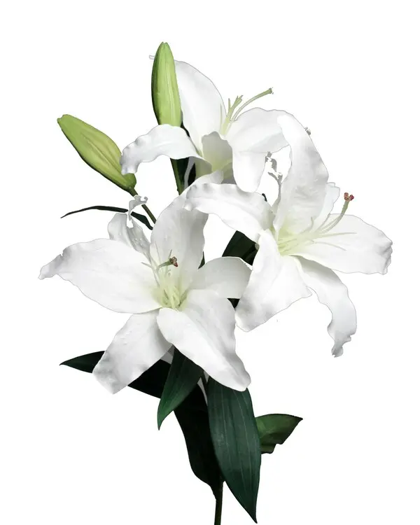 LILY 3FL.2B. WHITE 12/24