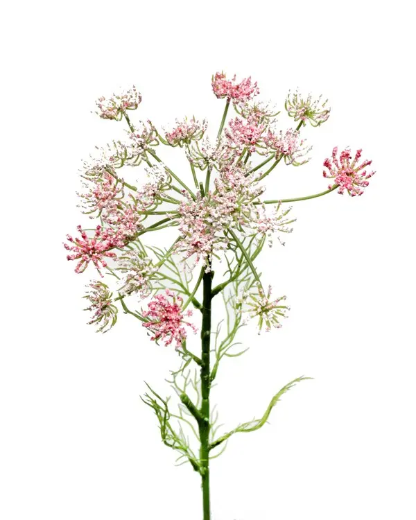 QUEEN ANN PINK 63.50CN 24/360