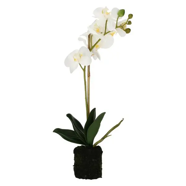 VERONICA CLUMP WITH WHITE ORCHIDS S(#)