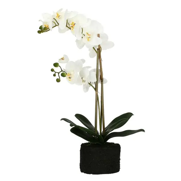 VERONICA CLUMP WITH WHITE ORCHIDS L(#)