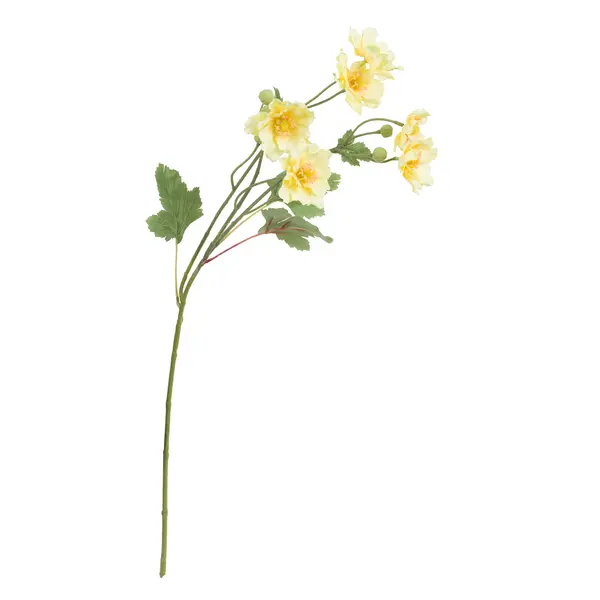FIORILE YELLOW BUTTERFLY ANEMONE