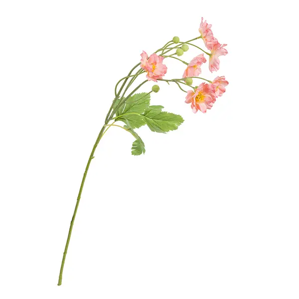 FIORILE PEACH BUTTERFLY ANEMONE