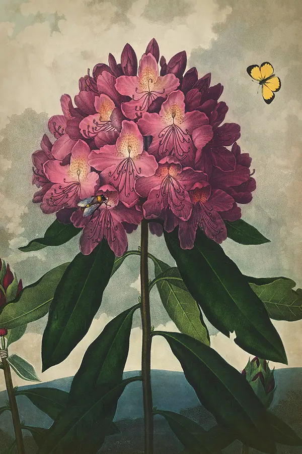 Botanical - RHODODENDRON