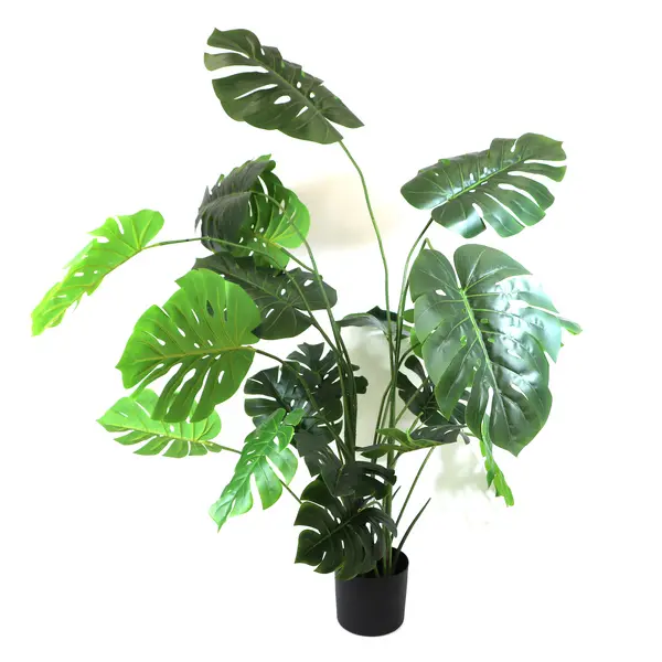 Monstera Plant Image