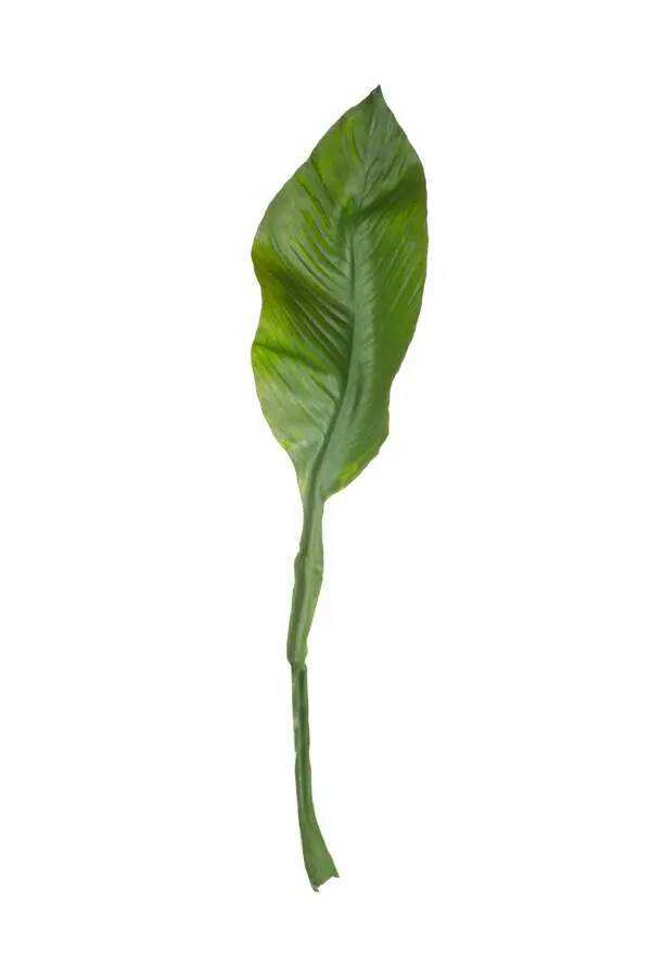 Lily Leaf