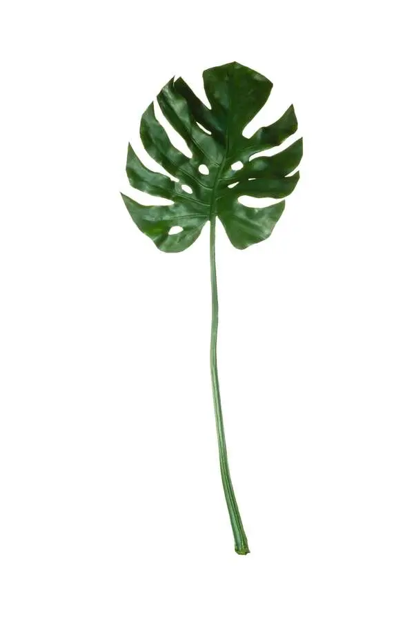 Philodendron Image