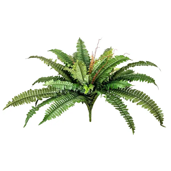 Boston Fern in Green with 34 Leaves