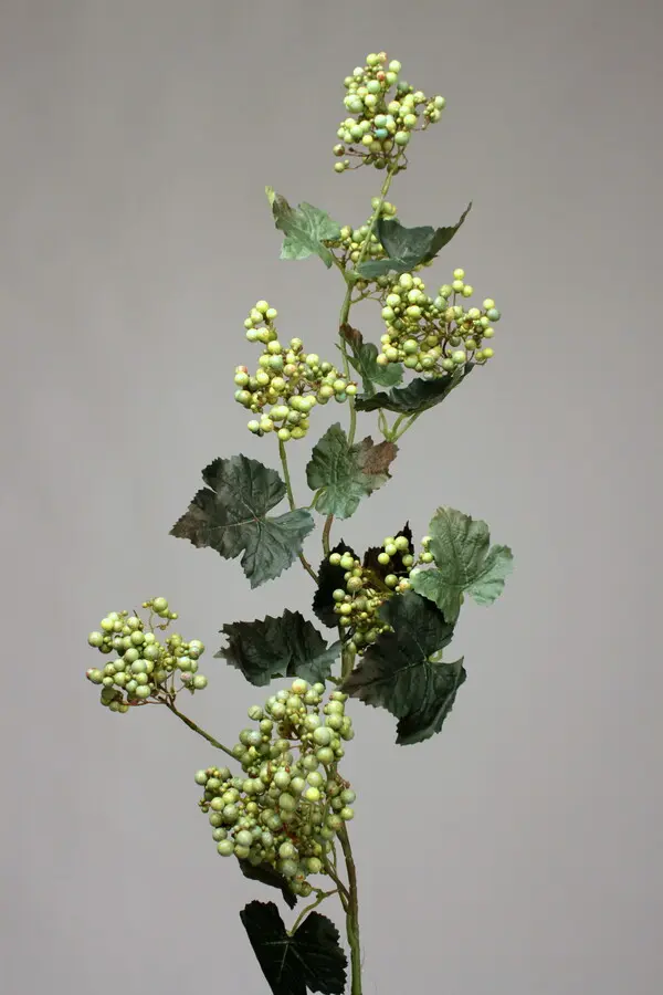 Grape Spray in Green, 41 inches