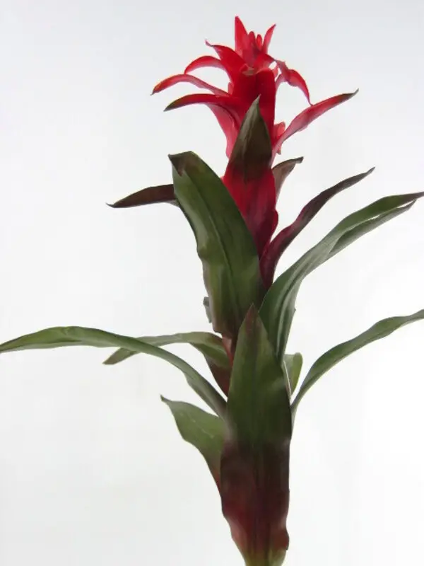 Guzmania Plant in Red