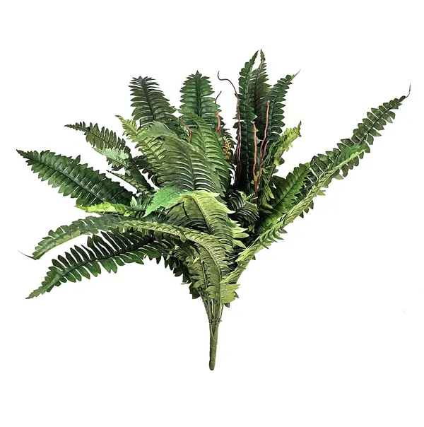 Boston Fern in Green with 26 Leaves