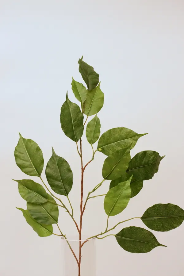 Ficus Spray with 17 Leaves, 50cm