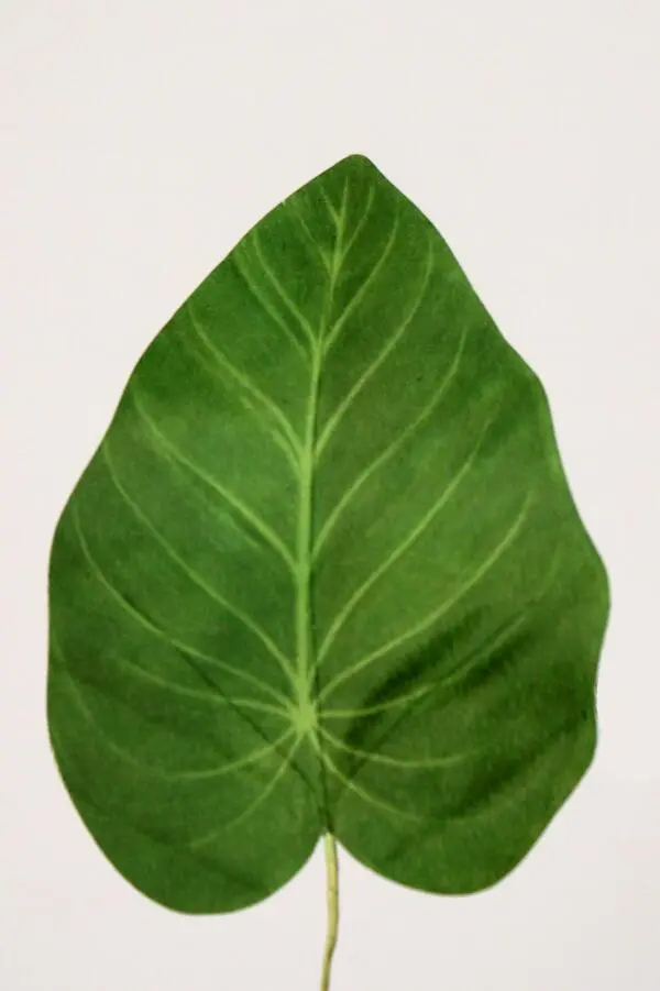 Outlet Elephant Leaf