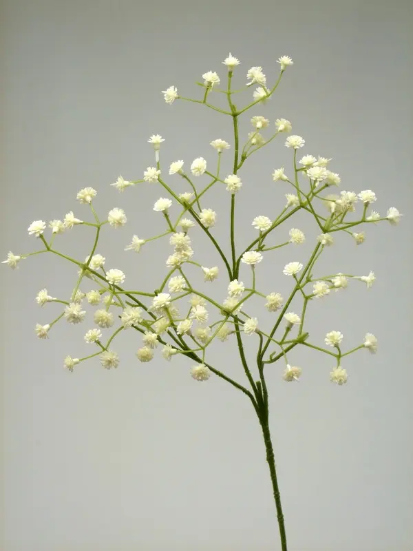 Gypsophila Spray in Cream