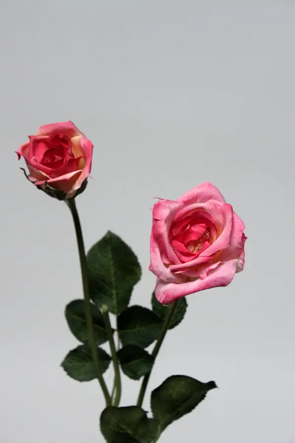 Rose Spray in Fuchsia, 60cm