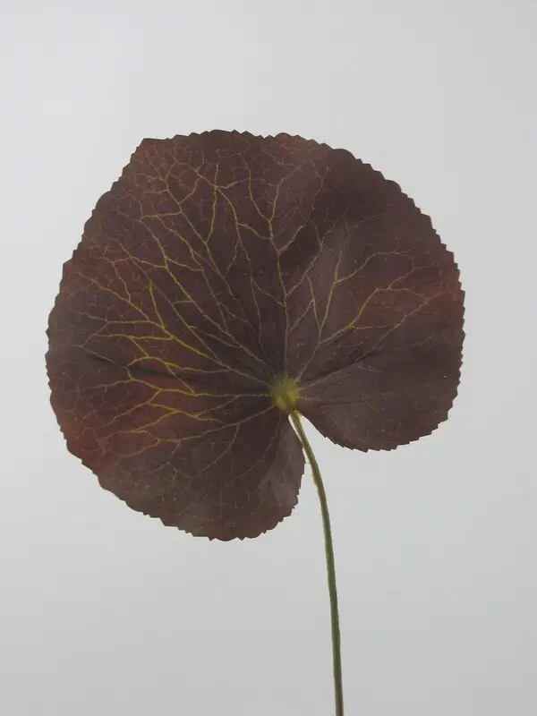 Large Galax Leaf in Dark Brown