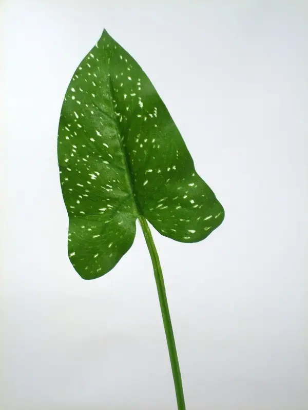 Outlet Calla Leaf, Medium Green