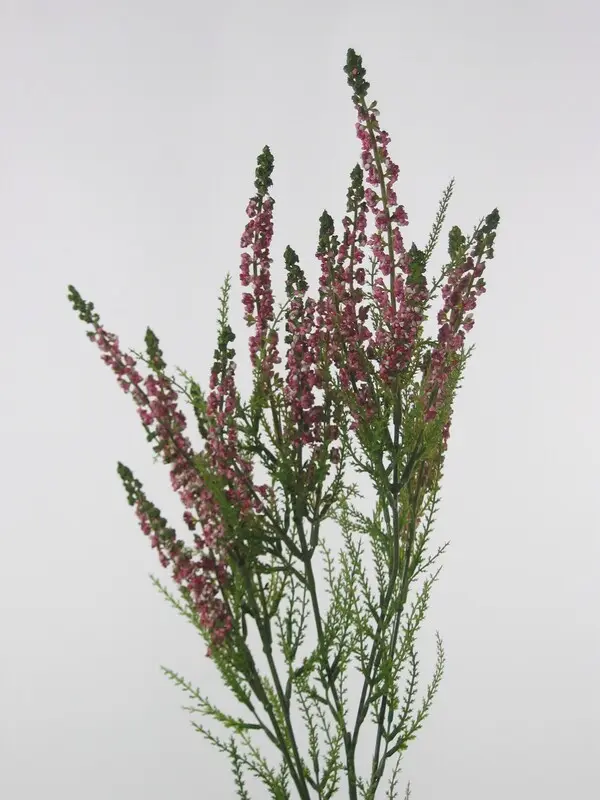 Solidago Spray in Pink/Fuchsia
