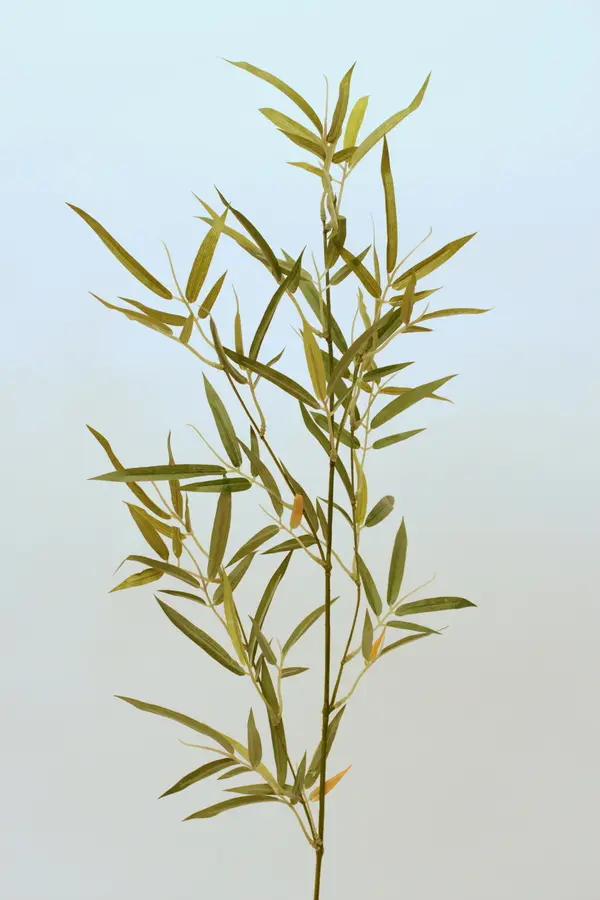 Bamboo with 105 Leaves, 75cm