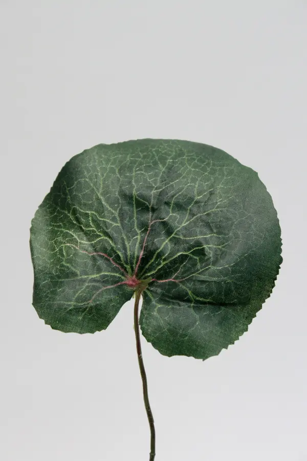 Galax Leaf in Green, Height 35cm, Length 11cm