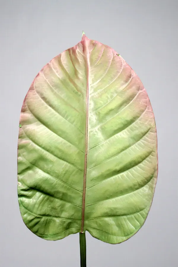 Leaf Stem in Green/Brown, 104cm